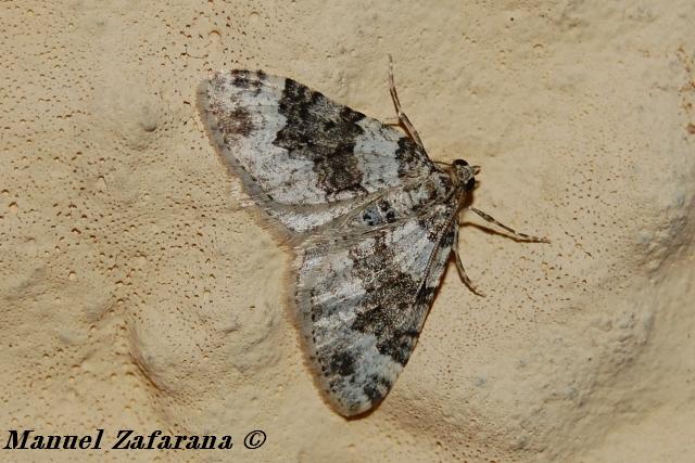 Geometridae da id.